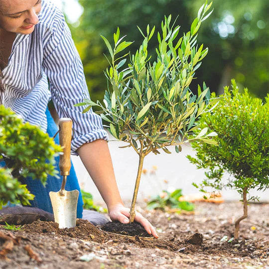 Offrir un arbre personnalisé à la naissance d’un enfant