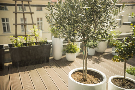 entretien olivier en pot terrasse plantation hivernage