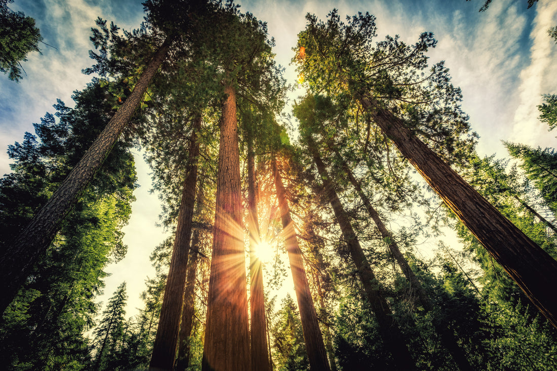 Cinq Arbres à Croissance Rapide pour Embellir votre Jardin - Juste un Arbre