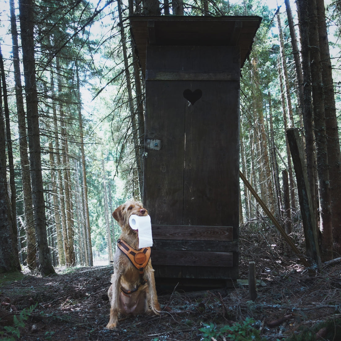 arbre-chien-idée-cadeau