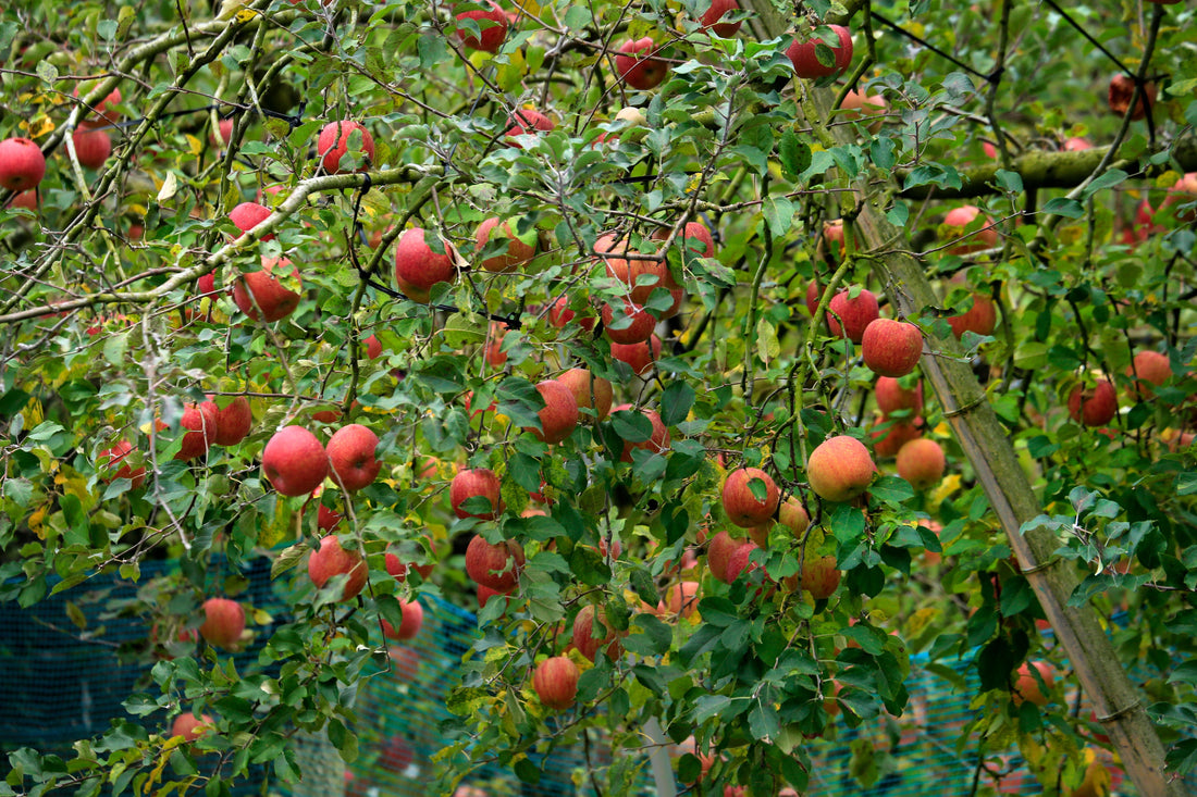 arbre-frutier-idées-cadeaux