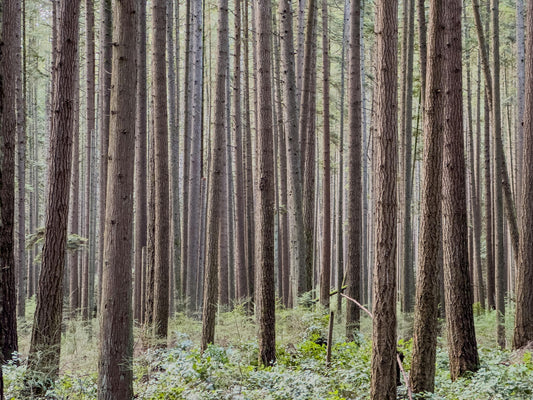Plantation d’un jeune arbre en pleine terre pour capturer du CO2