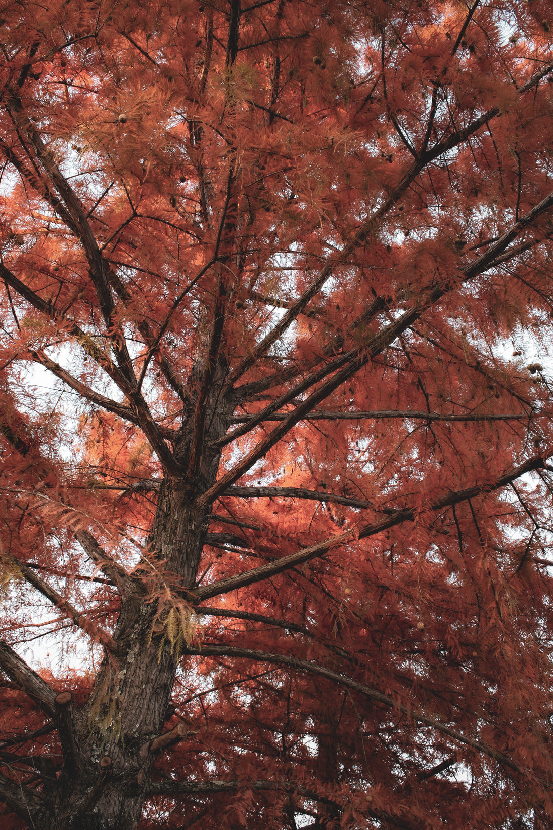 arbre-automne-idées-cadeaux