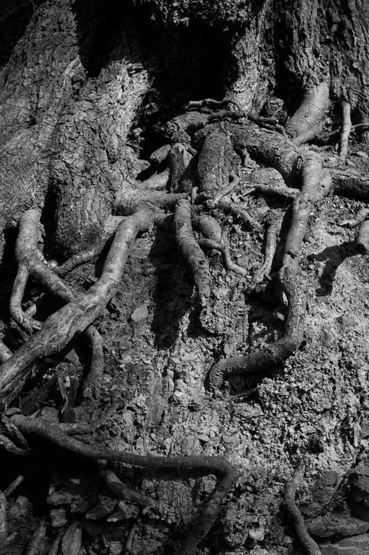 racine-arbre
