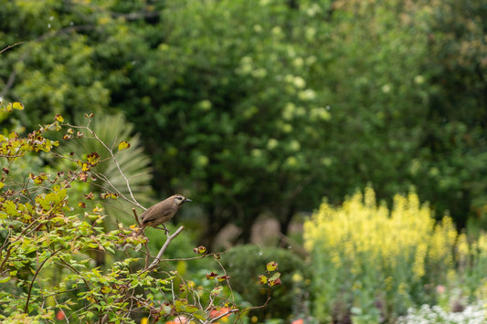 oiseau-arbre-de-vie-idée-cadeau