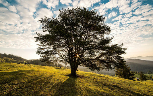 Vieil arbre centenaire majestueux illustrant la longévité naturelle selon les espèces.