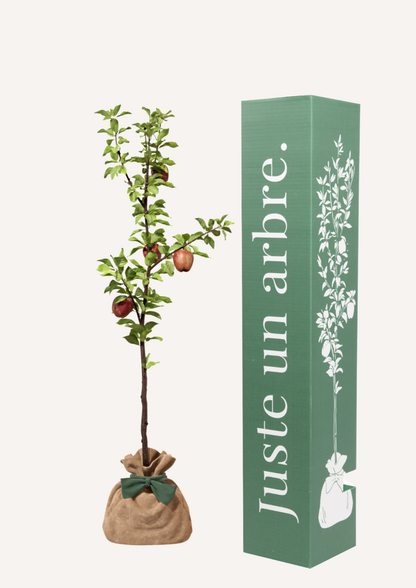 Offrir un pommier – un cadeau vivant qui remplace les fleurs