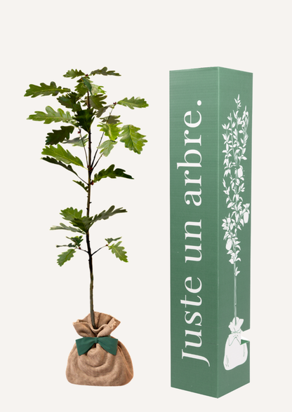 Un chêne à offrir – idée cadeau symbolique pour marquer un moment important