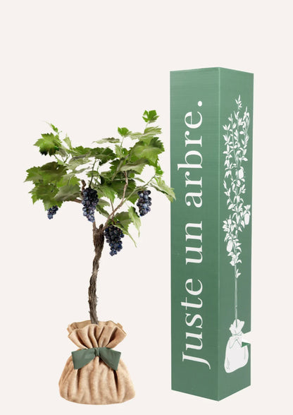 Fiche entretien : Vigne "Muscat de Hambourg"
